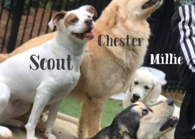 Scout Chester Seven pic