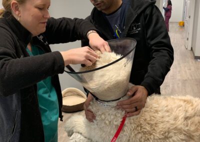 dr. carrie helping dog with cone