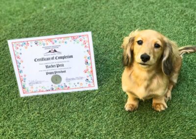 pet certificate with dog looking up