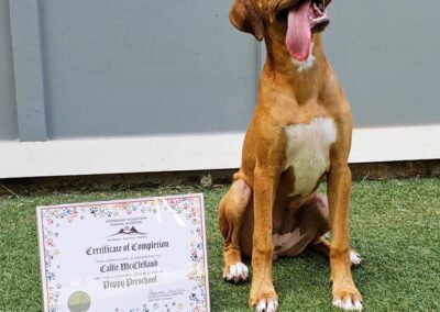 training certificate dog smiling