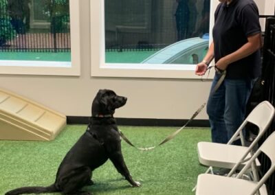 black dog being trained