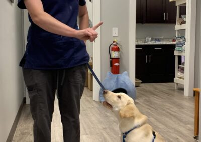 team member taking care of dog